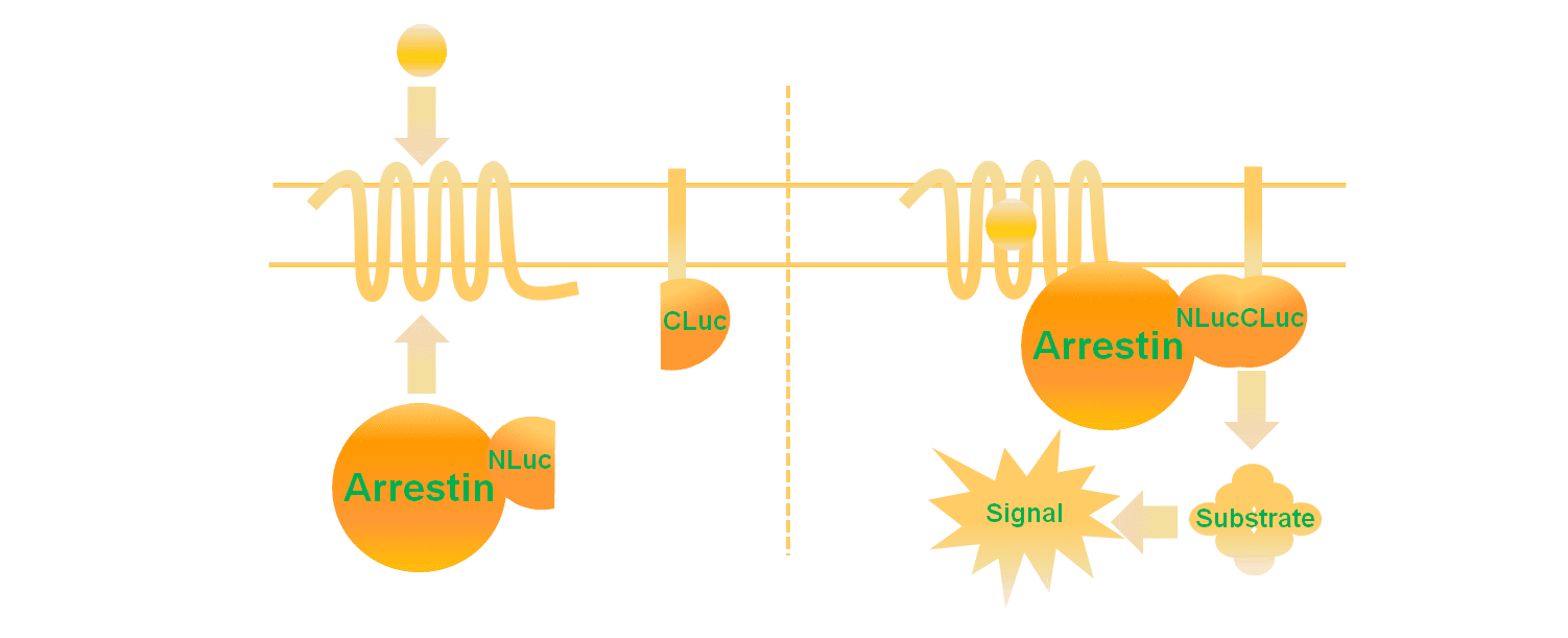 Beta-Arrestin-Technolog-Illustration Illustration of beta-arrestin recruitment assay using Multispan's proprietary Beta-Arrestin Sensors