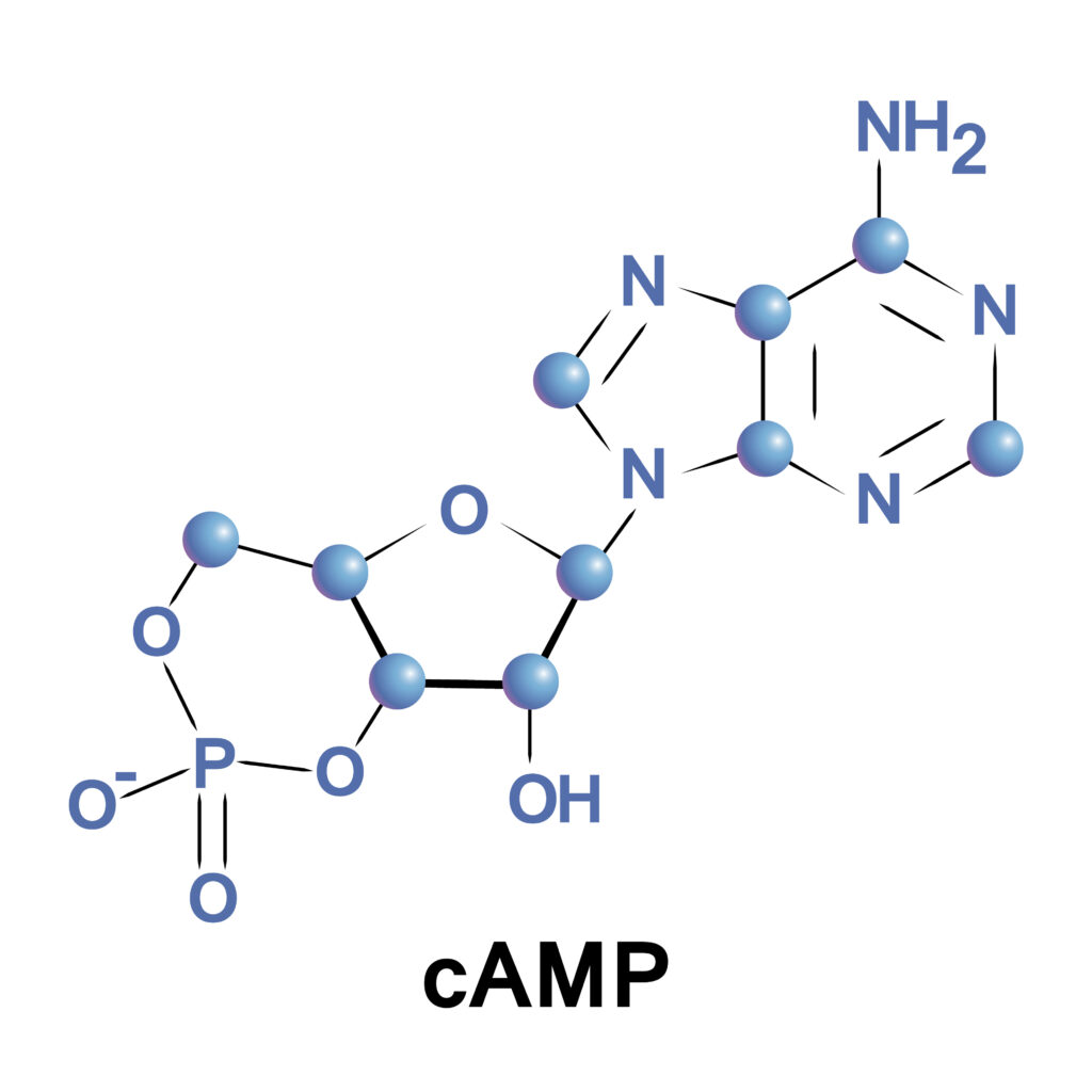 Cyclic Amp Molecular Structure Image