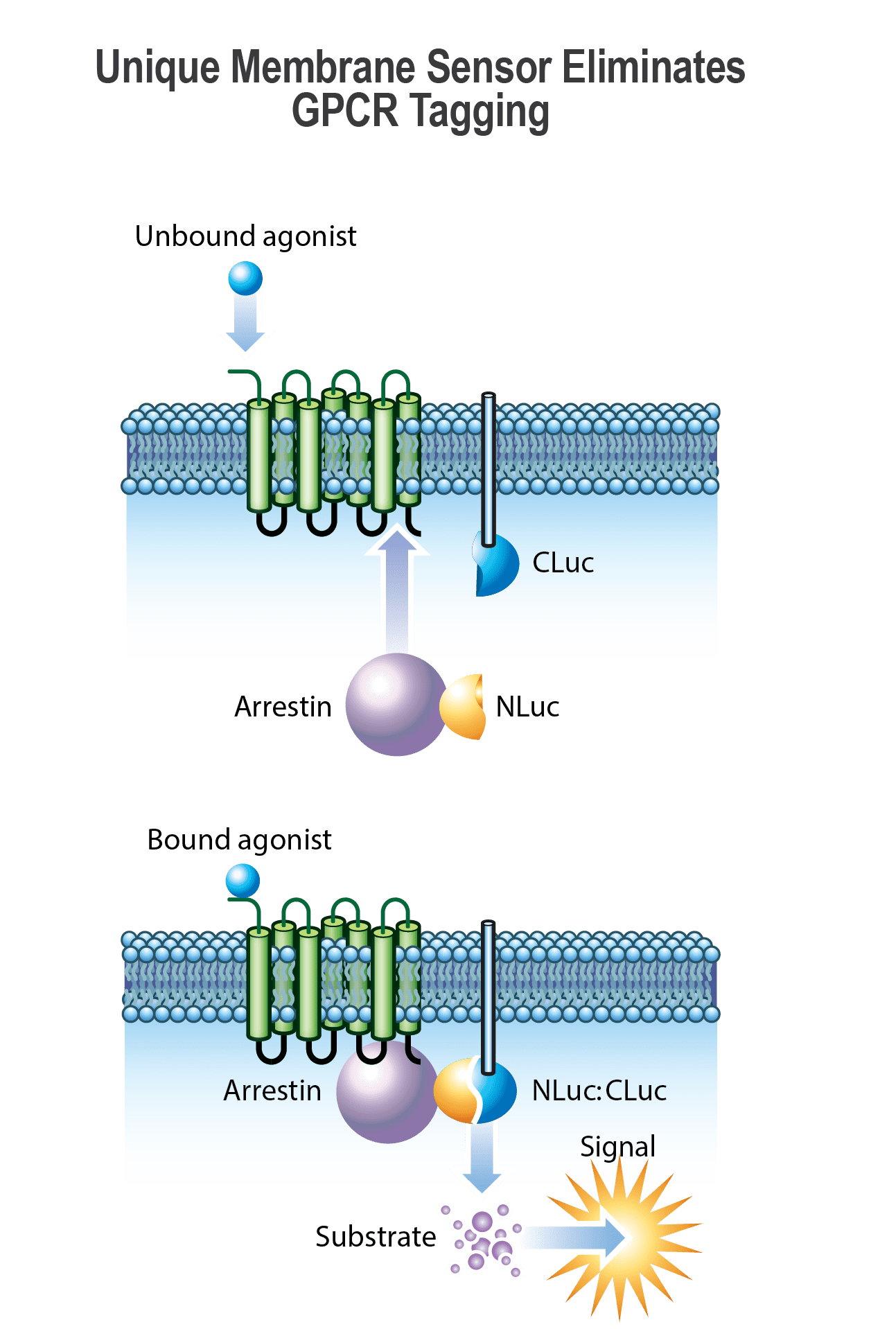 MULTISCREEN™ Beta Arrestin Sensor Technology