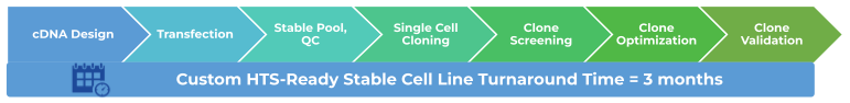 Custom Cell Line Development Workflow