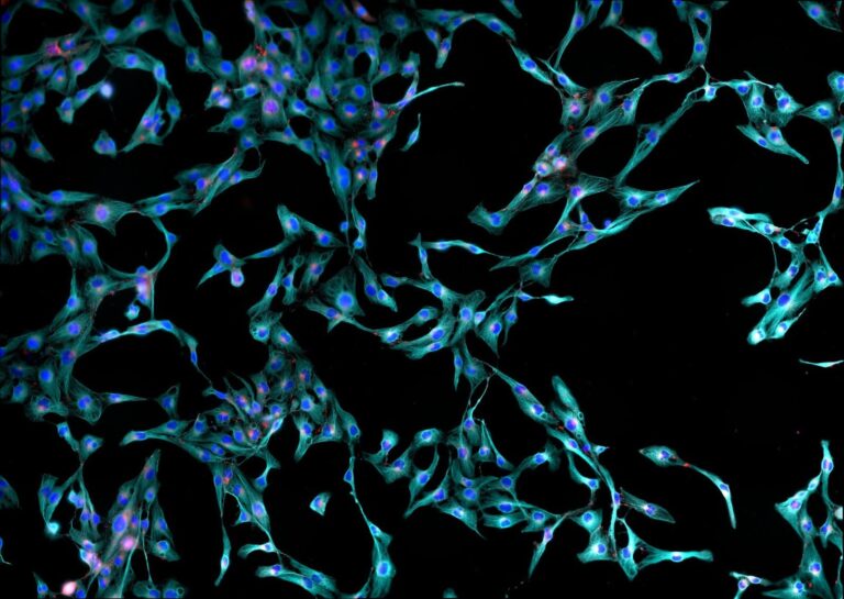 Exploring HEK293T, CHO-K1, and Other Parental Cell Lines | Multispan, Inc