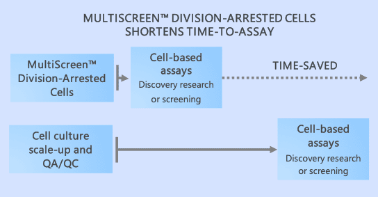 MultiScreen™ division-arrested cells shorten time-to-assay